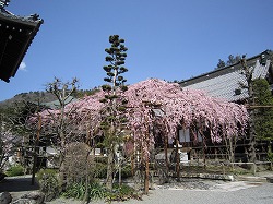 花の名所をご紹介します!