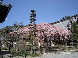 花の名所をご紹介します！