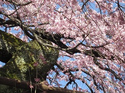 花の名所をご紹介します！