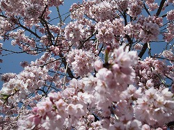 花の名所をご紹介します!