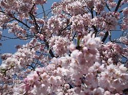 花の名所をご紹介します！