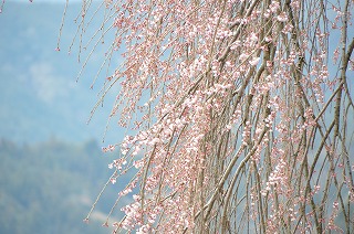 特集番組の場合